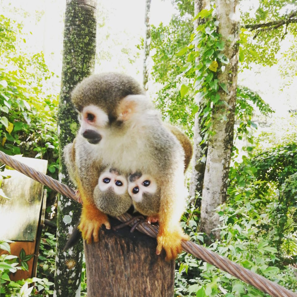 Monkey Jungle And Zip Line Dominican Republic Holiday Trips