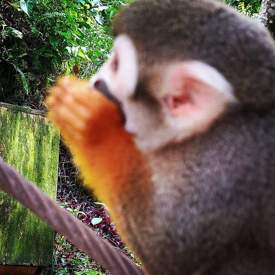 Monkey Jungle And Zip Line Dominican Republic Holiday Trips