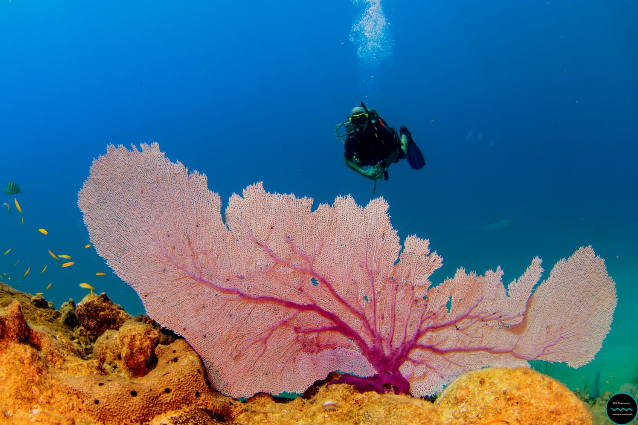 Scuba Diving Dominican Republic Holiday Trips